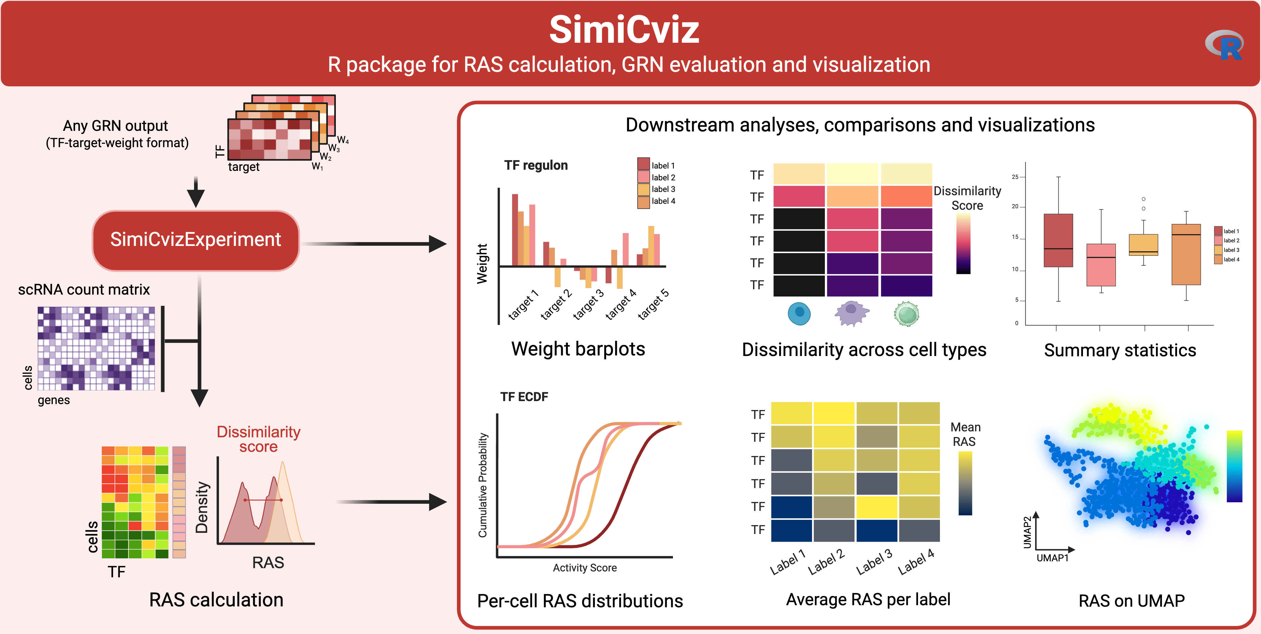 Graphical abstract summarizing the SimiCviz workflow from GRN outputs and optional single-cell RNA-seq counts to RAS calculation, downstream analyses, comparisons, and visualizations.